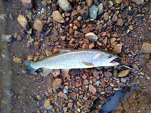 Bonneville cutthroat trout